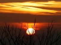 The sun rises behind a tree above the Paris region in France