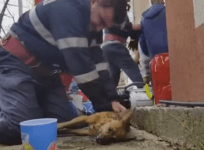 Dog rescued