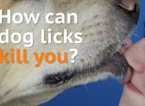 How can dog licks kill you?