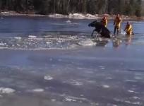 Moose saved from frozen river by firefighters