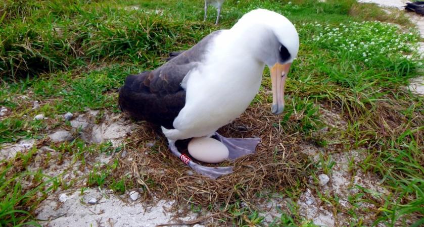 Wisdom incubating an egg