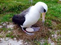Wisdom incubating an egg