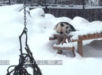 Giant panda Da Mao celebrates Toronto first snow of the year