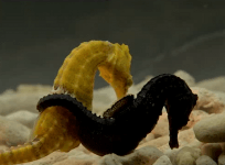 Here’s how male seahorses ended up being the ones that get pregnant