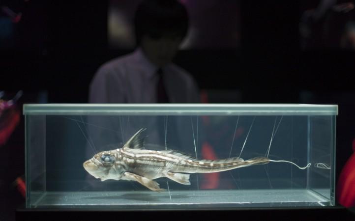 Ghost Shark