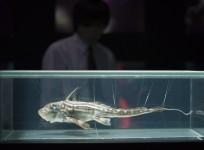 Ghost Shark