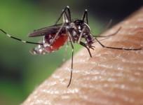 Aedes mosquito cells
