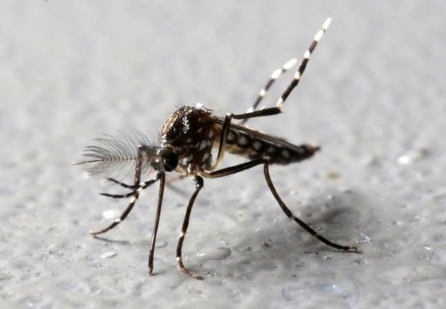 Aedes aegypti