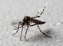 Aedes aegypti