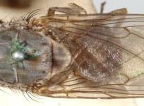 Tsetse fly