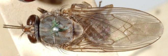 Tsetse fly