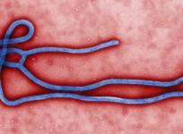 Deadly viral diseases