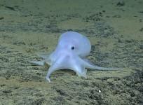Casper the octopod