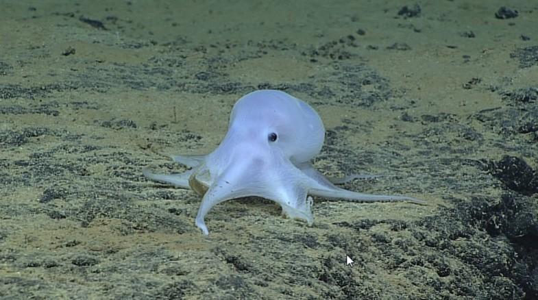 Deep sea creatures like the Casper octopod are now threatened by deep sea mining of manganese metal by commercial companies, say experts. Casper the octopod