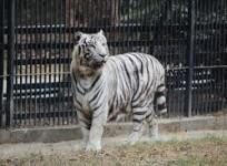 Delhi Zoo