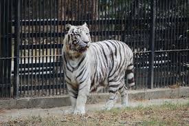 Delhi Zoo