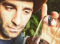 Bullet Ant