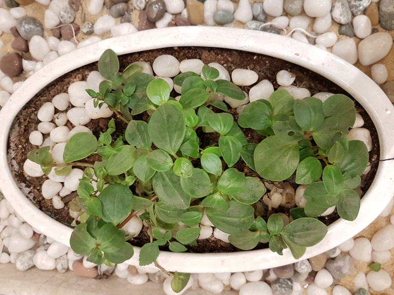 Samsung Galaxy S7 camera sample