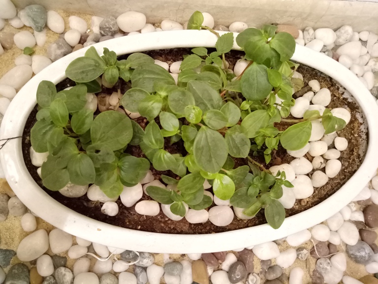 Oppo F1s camera samples, photos shot using oppo mobiles, oppo f1s camera review,