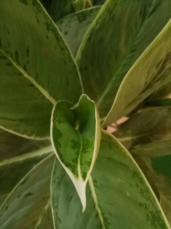 Oppo F1s camera samples, photos shot using oppo mobiles, oppo f1s camera review,