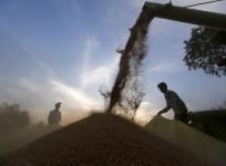 India farmer, wheat in a field