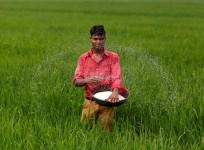 modi, digital economy, cashless, india, farmers, fertilizers, demonetisation, rabi, sowing