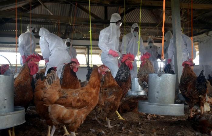 In picture: Government officials wearing protective gear cull hens at the government-run Gandhigram State Poultry Farm after bird flu virus was detected in the area near Agartala, on January 16, 2016. Bird flu