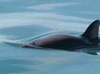 Vaquita