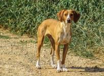 Stray dog