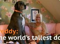 Meet Freddy - the worlds tallest dog