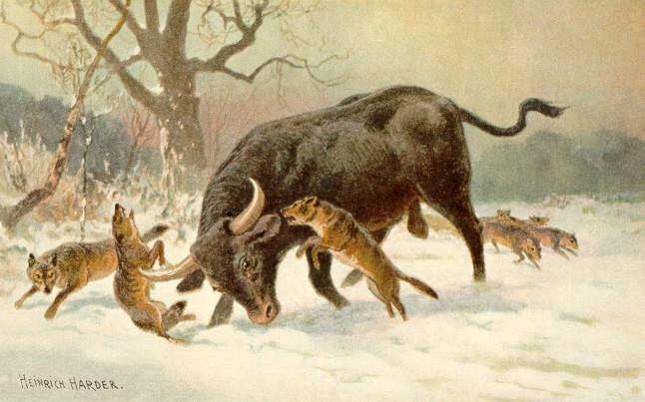 A painting by Heinrich Harder showing an aurochs fighting off a Eurasian wolf pack. aurochs