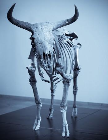 Mounted skeleton in National Museum of Denmark in Copenhagen. Mounted skeleton, aurochs