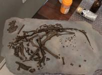 dinosaur embryo