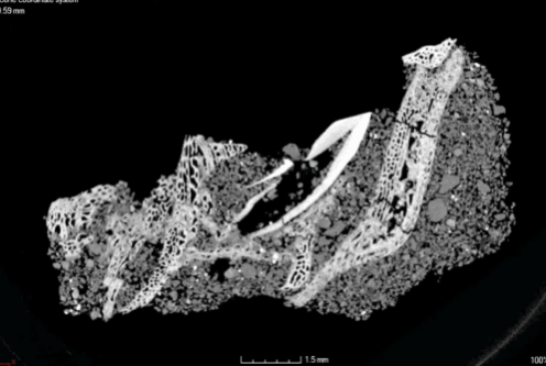 Scientists took CT scans of the embryo jaw of a protoceratops. embryo, jaw, protoceratops,