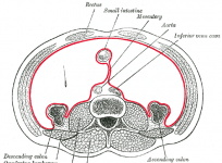 Anatomy of the mesentery