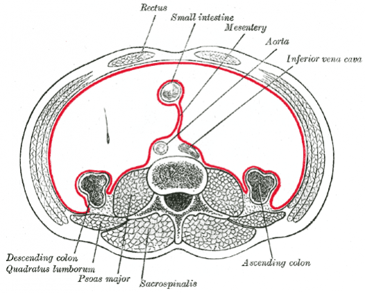 An anatomical illustration showing the mesentery Anatomy of the mesentery