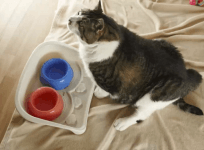 What is Fat Cat Wednesday?