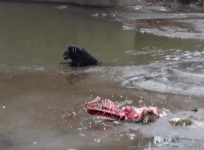 Brave labradoodle dog rescued by firefighters from icy river in Iowa
