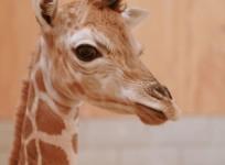 Rare baby giraffe euthanised just days after birth