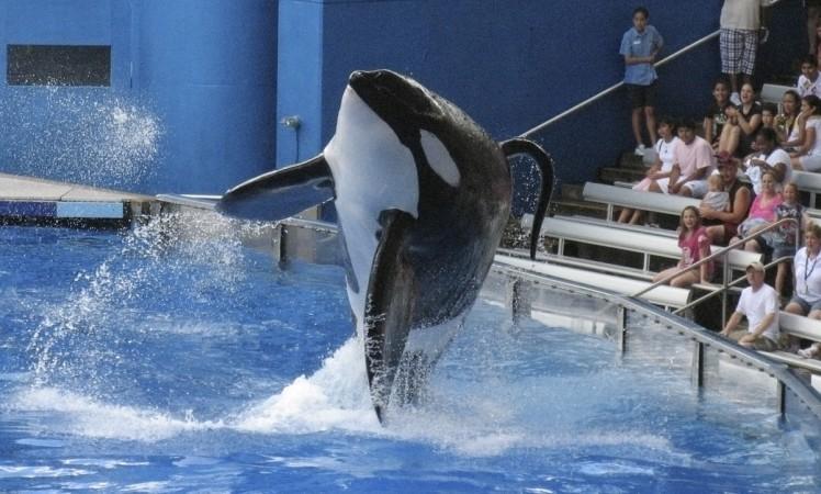 Orca Tilikum