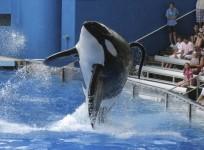 Orca Tilikum