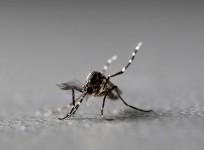 Nuclear-based sterile insect technique (SIT) to control mosquito-borne diseases