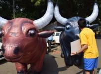 jallikattu