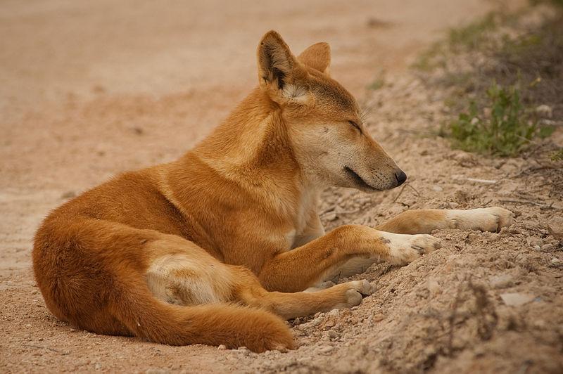 Australia's Azaria Chamberlain mystery solved: A dingo did it