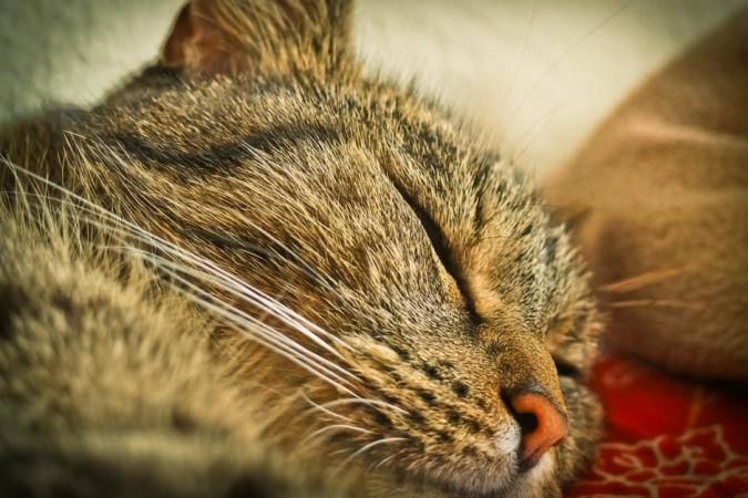 Cat nap