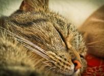 Cat nap