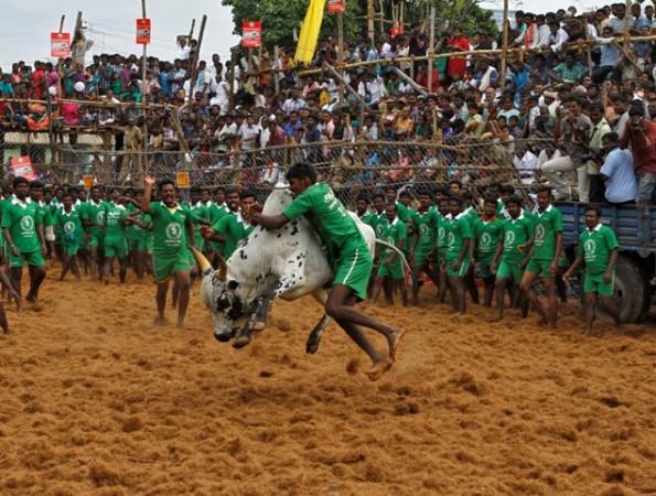 Jallikattu, Jallikattu ban, pongal, Jallikattu pongal