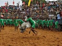 Jallikattu, Jallikattu ban, pongal, Jallikattu pongal