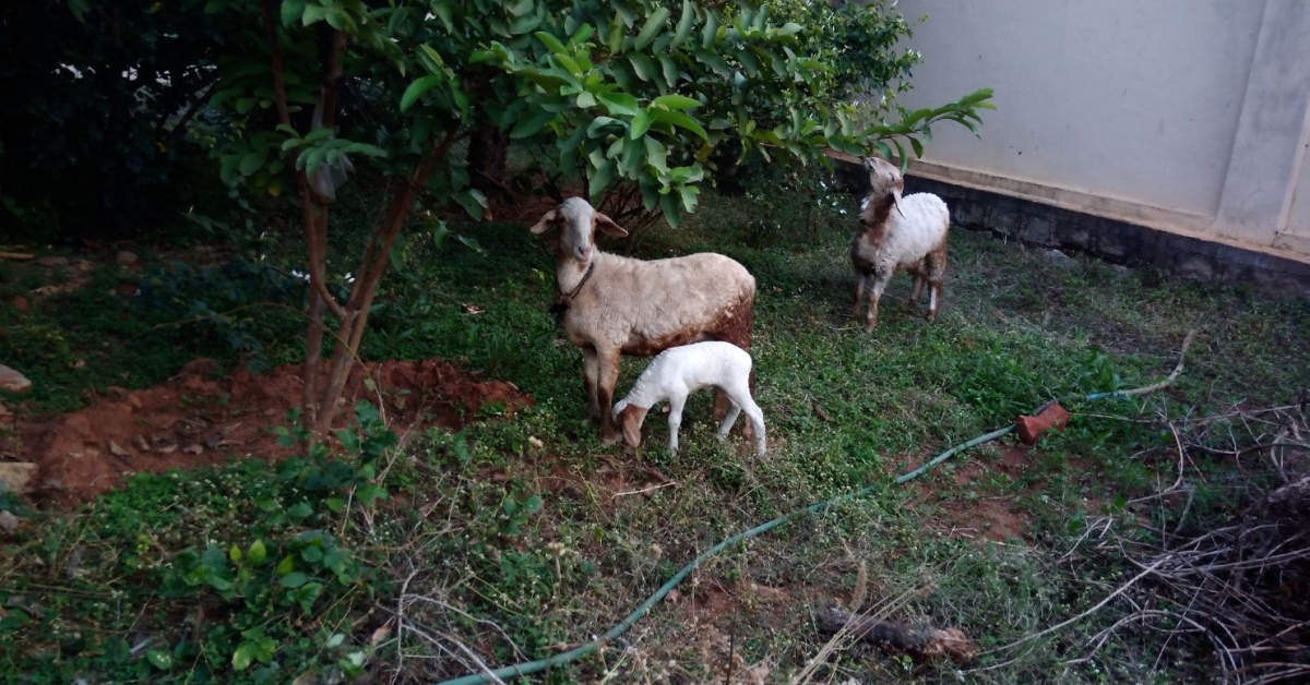 Asus Zenfone 3 Max review: Powerhouse with gorgeous design Asus Zenfone 3 Max camera review, camera, Zenfone 3 Max review,