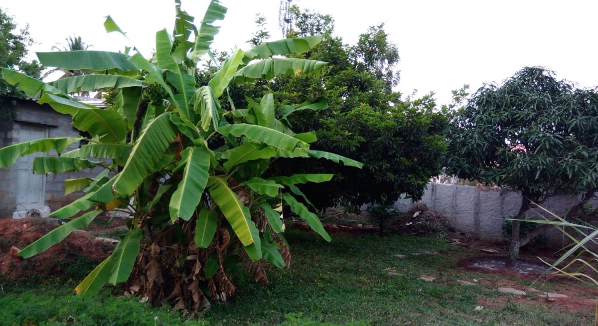 Asus Zenfone 3 Max review: Powerhouse with gorgeous design Asus, Zenfone 3 Max, camera, review